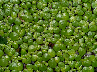 Lemna minor