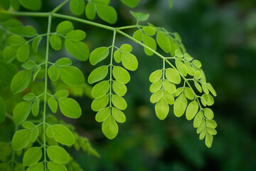 Moringa