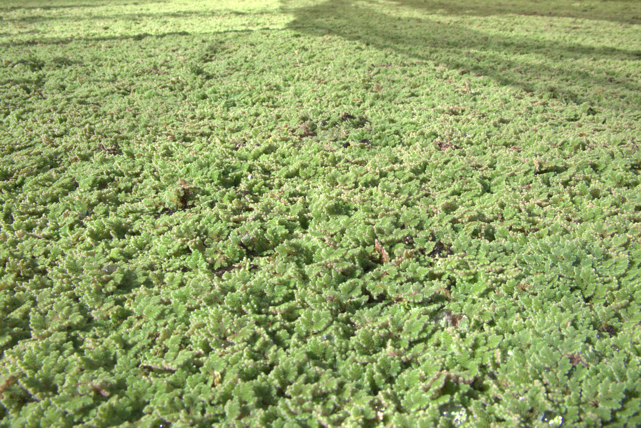 Azolla